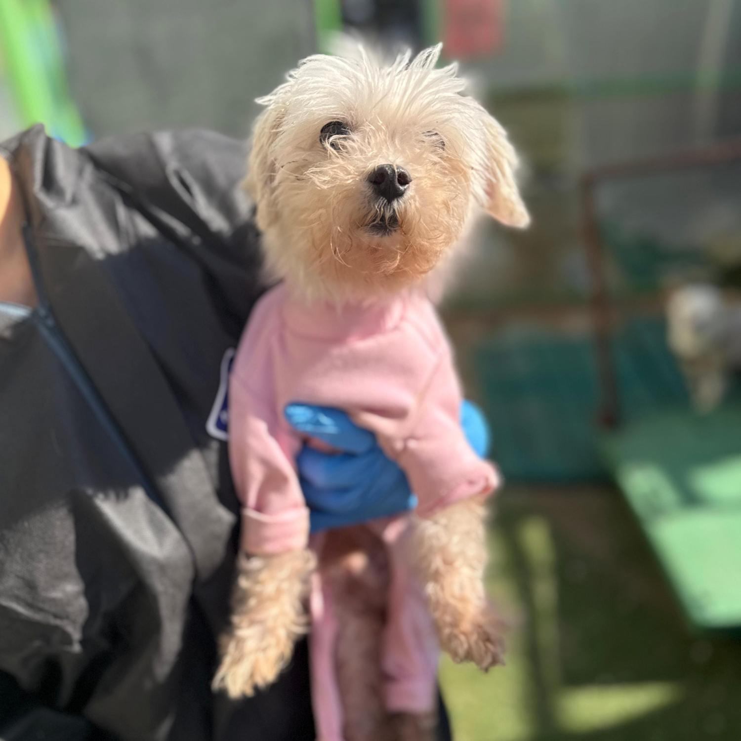 보호중 말티즈의 가…